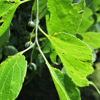 Hackberry - Celtis occidentalis | Deciduous Tree from ABTrees