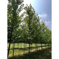 Autumn Blaze Freeman's Maple 'Jeffersred' - Acer freemanii 'Jeffersred' | Deciduous Tree from ABTrees