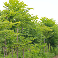 Kentucky Coffeetree - Gymnocladus dioicus | Deciduous Tree from ABTrees