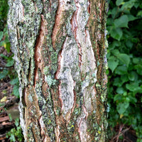 Kentucky Coffeetree - Gymnocladus dioicus | Deciduous Tree from ABTrees