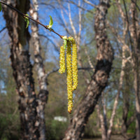 Black;River Birch (3 or More Stem Clump) - Betula nigra 3 or More Stem Clump | Deciduous Tree from ABTrees