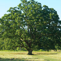 White Oak - Quercus alba | Deciduous Tree from ABTrees