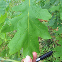 White Oak - Quercus alba | Deciduous Tree from ABTrees