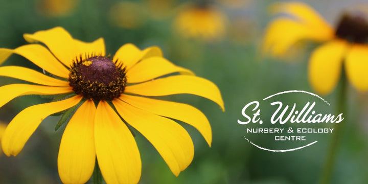 SWNEC - Ontario native perennials, shrubs & trees