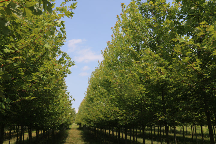 Large caliper trees grown in Ontario