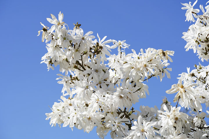 Horticultural Varieties - For sustainable landscaping + homesteading