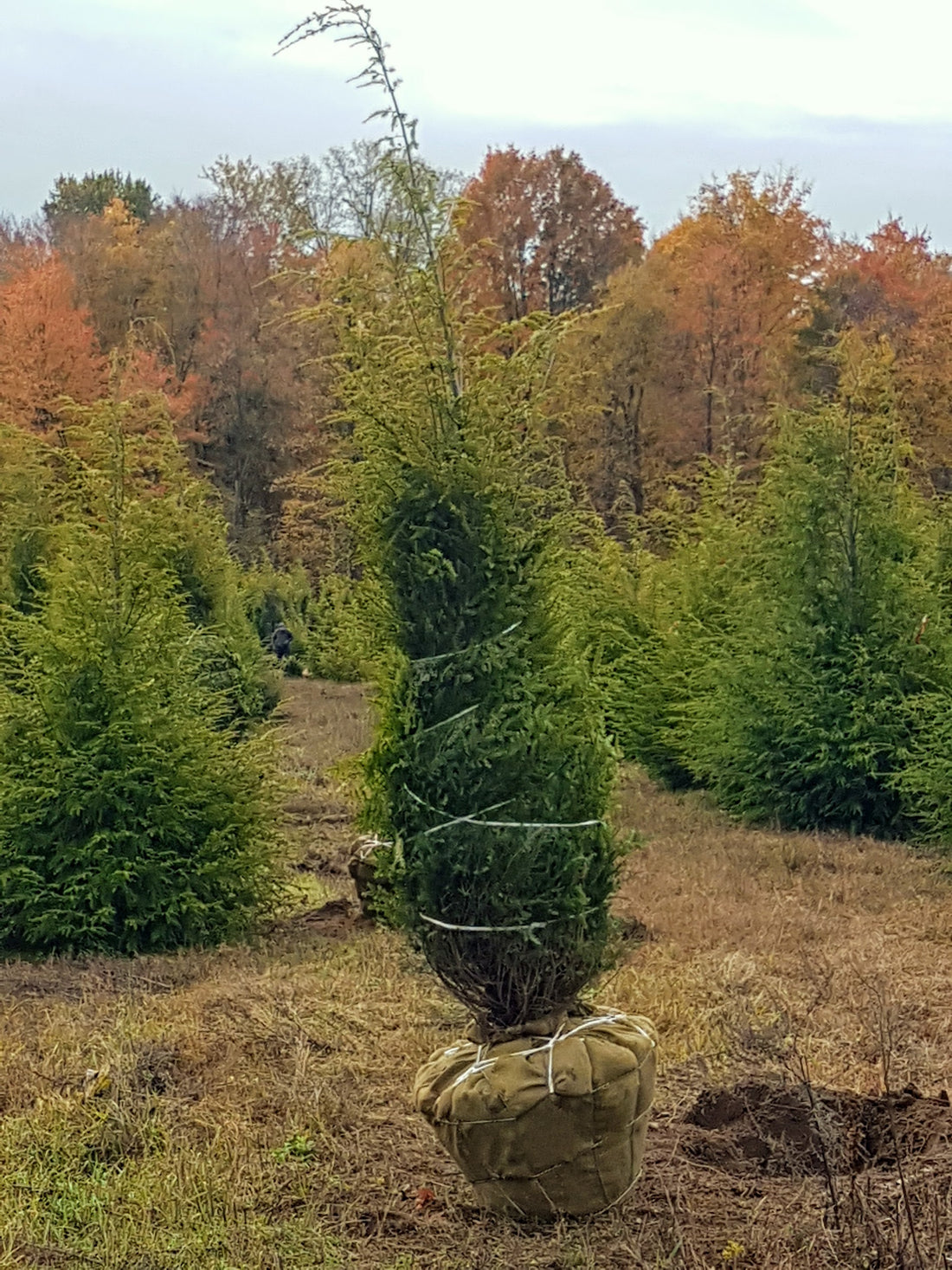 Eastern Red Cedar  - Juniperis virginiana  | Coniferous Tree from ABTrees