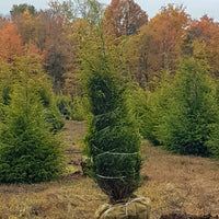 Eastern Red Cedar  - Juniperis virginiana  | Coniferous Tree from ABTrees
