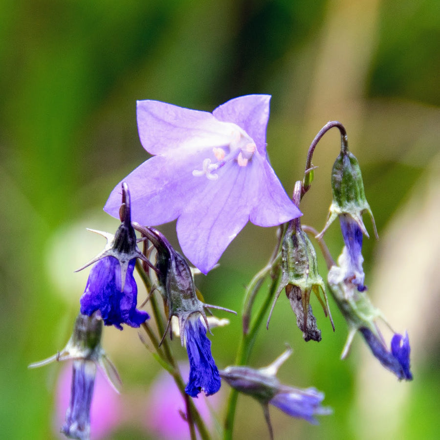 Harebell - Campanula rotundifolia | Perennial from StWilliamsNursery&EcologyCentre