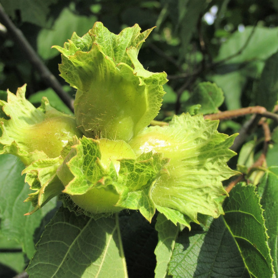 American Hazelnut - Corylus americana | Shrub from StWilliamsNursery&EcologyCentre