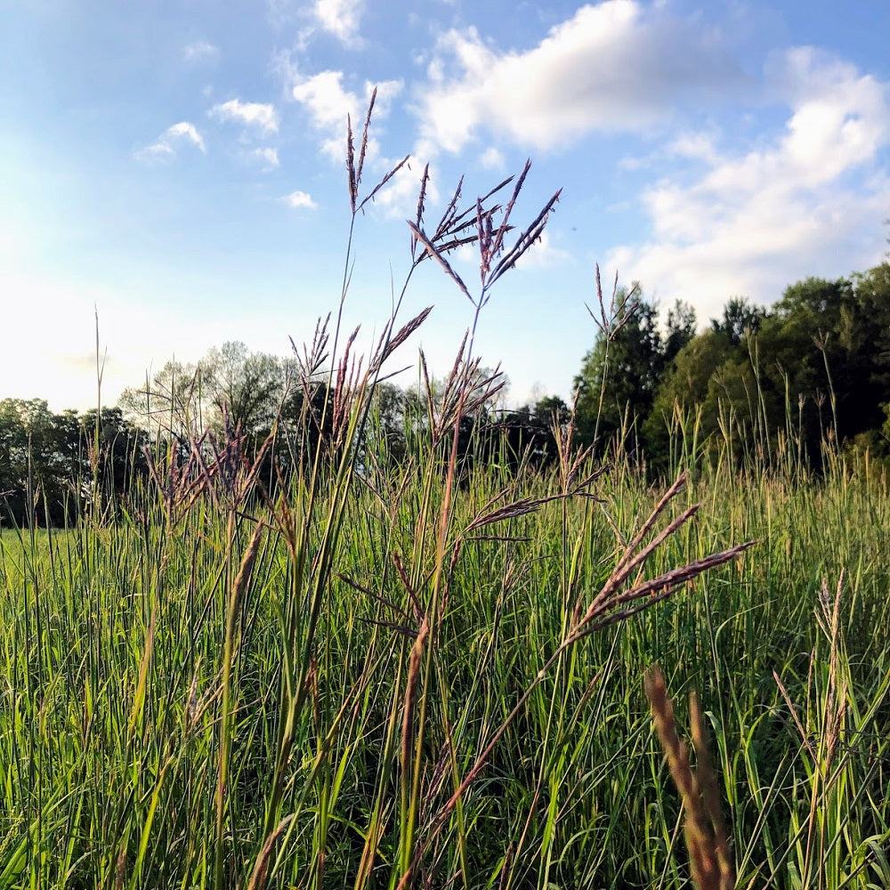 Big Bluestem - Andropogon gerardii | Perennial from StWilliamsNursery&EcologyCentre