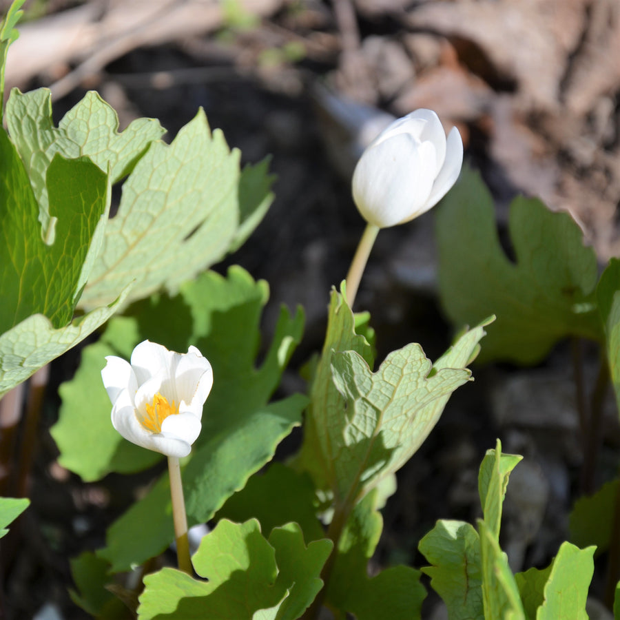 Bloodroot - Sanguinaria canadensis | Perennial from EphemeralArk