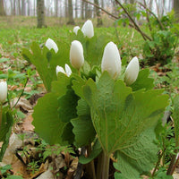 Bloodroot - Sanguinaria canadensis | Perennial from EphemeralArk