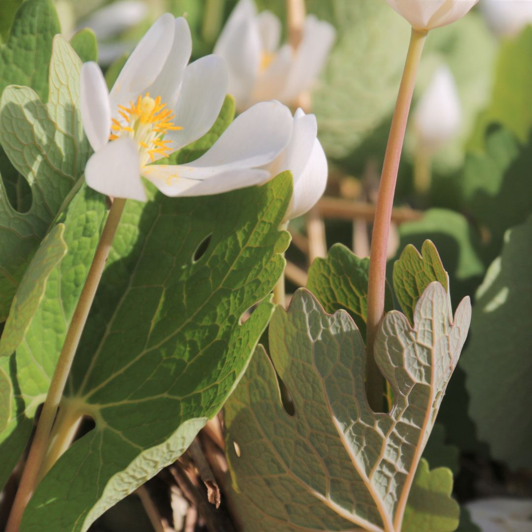 Bloodroot - Sanguinaria canadensis | Perennial from EphemeralArk