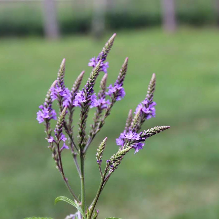 Blue Vervain - Verbena hastata | Perennial from StWilliamsNursery&EcologyCentre