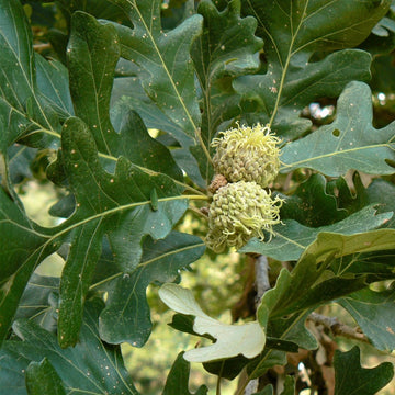 Bur Oak  - Quercus macrocarpa  | Deciduous Tree from ABTrees