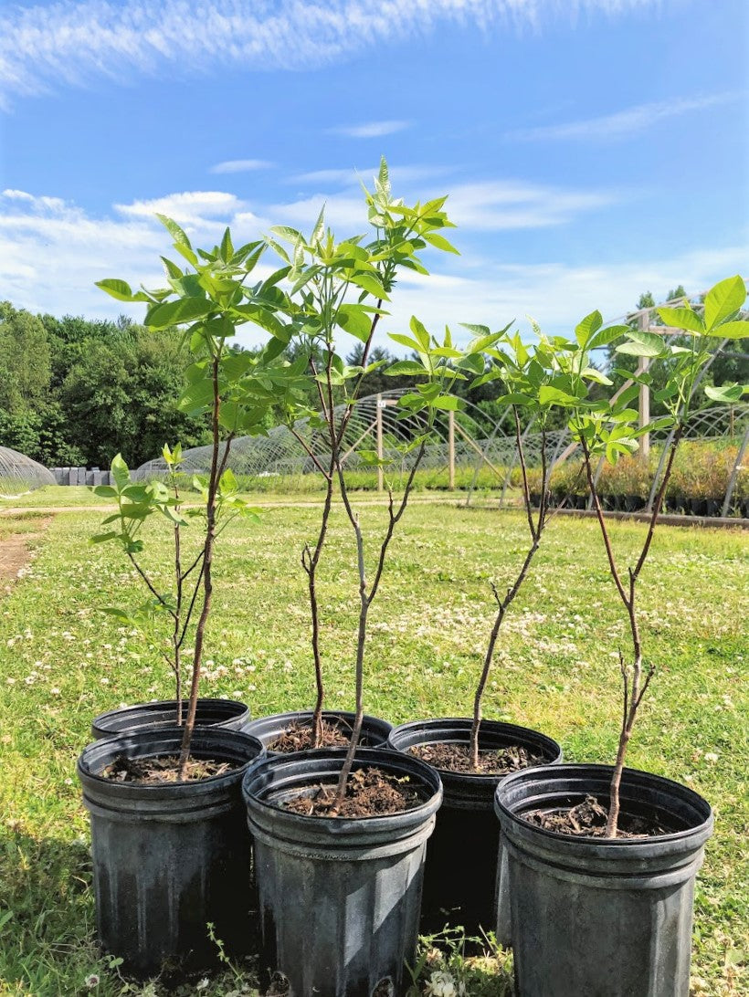 Hop Tree - Ptelea trifoliata | Shrub / Small Tree from StWilliamsNursery&EcologyCentre