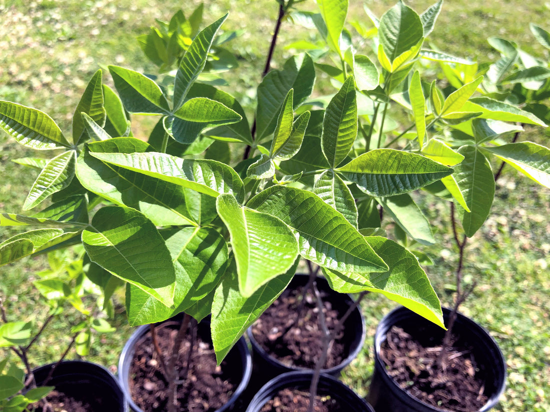 Hop Tree - Ptelea trifoliata | Shrub / Small Tree from StWilliamsNursery&EcologyCentre