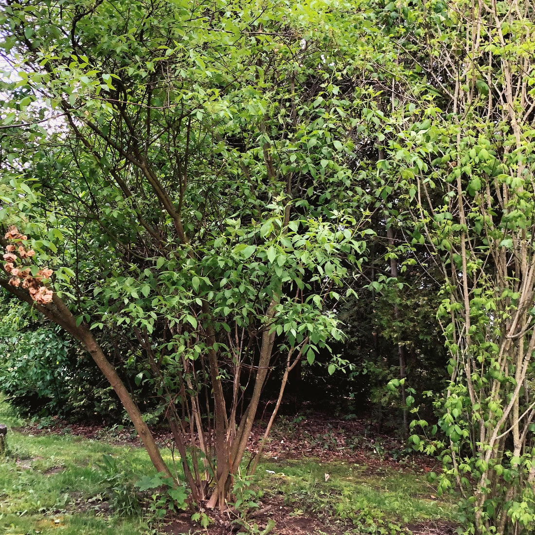 Hop Tree - Ptelea trifoliata | Shrub / Small Tree from StWilliamsNursery&EcologyCentre