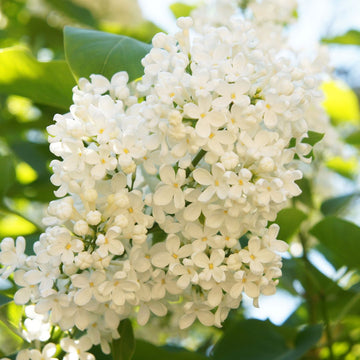 Japanese Tree Lilac 'Ivory Silk' - Syringa reticulata 'Ivory Silk' | Shrub / Small Tree from ABTrees
