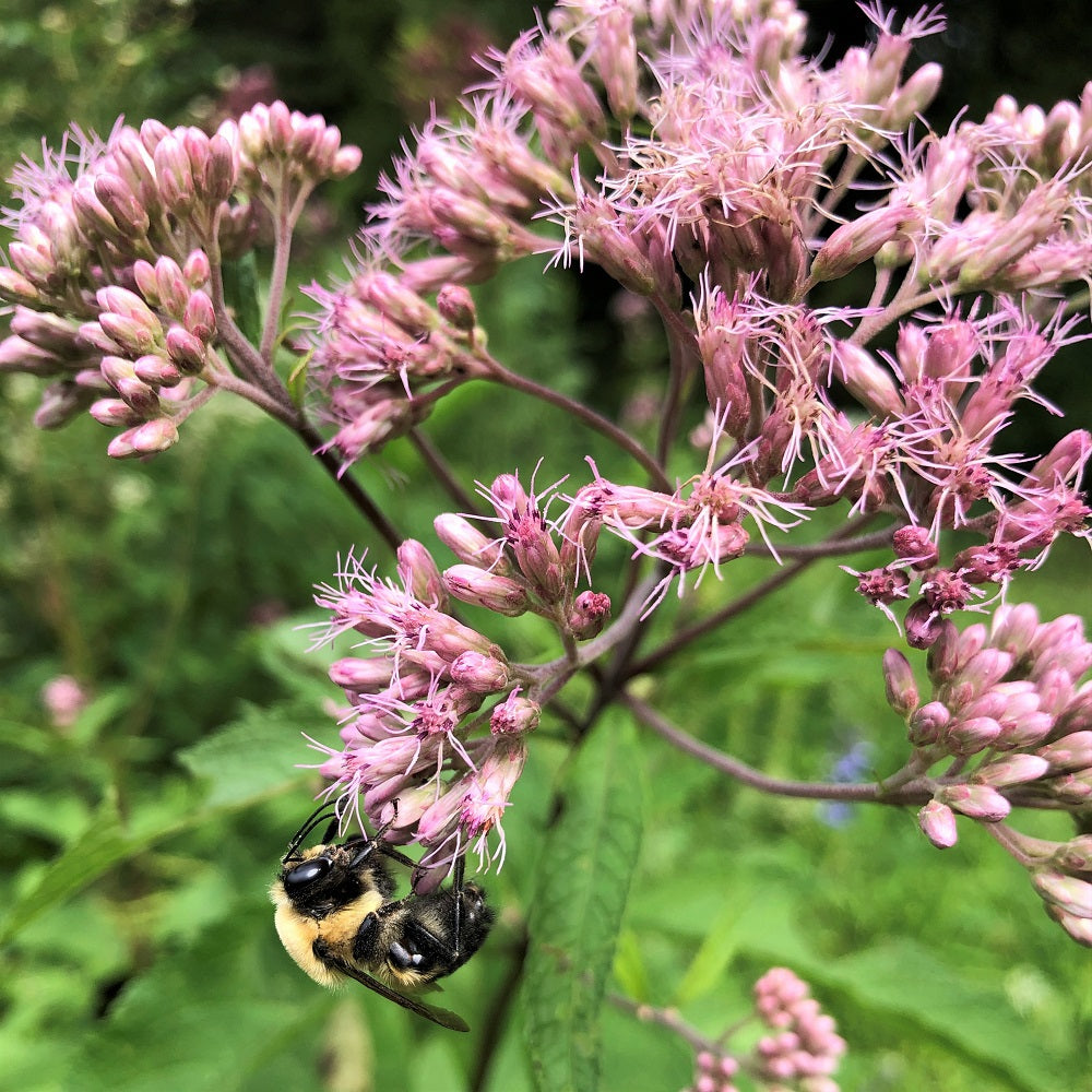 Spotted Joe-Pye Weed - Eupatorium maculatum | Perennial from StWilliamsNursery&EcologyCentre