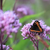Spotted Joe-Pye Weed - Eupatorium maculatum | Perennial from StWilliamsNursery&EcologyCentre