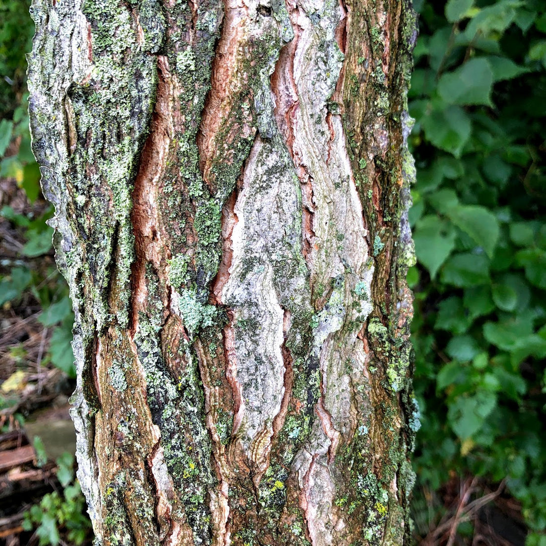 Kentucky Coffeetree  - Gymnocladus dioicus  | Deciduous Tree from ABTrees