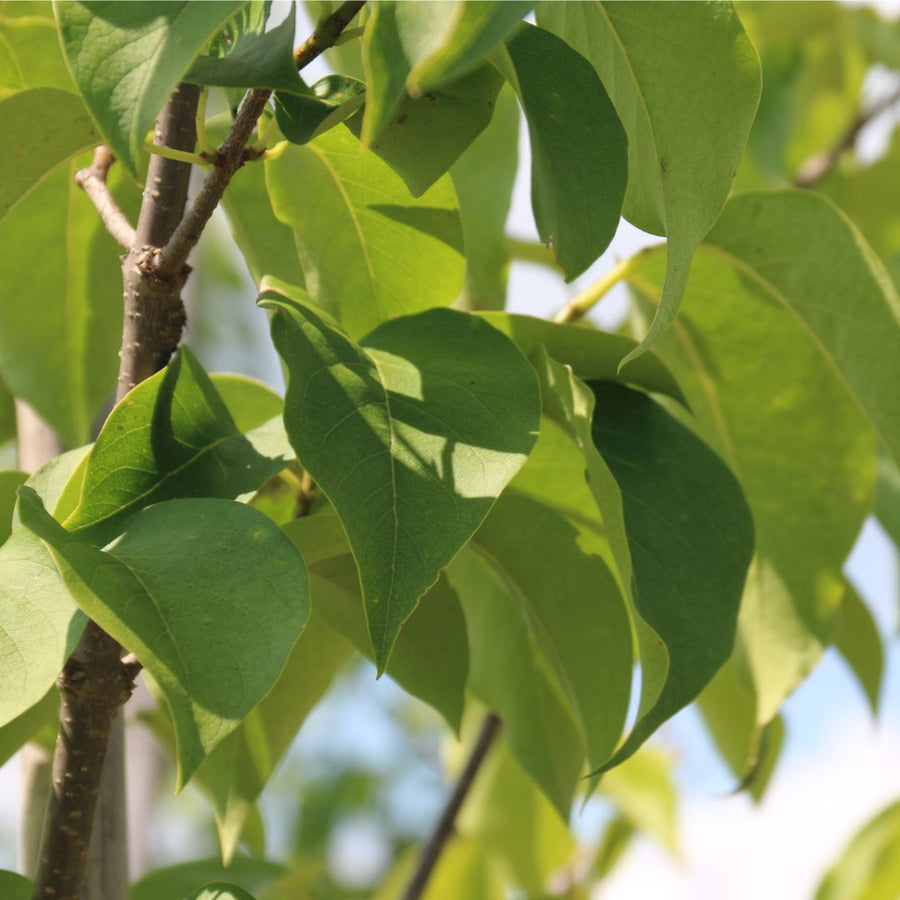 Japanese Tree Lilac 'Ivory Silk' - Syringa reticulata 'Ivory Silk' | Shrub / Small Tree from ABTrees