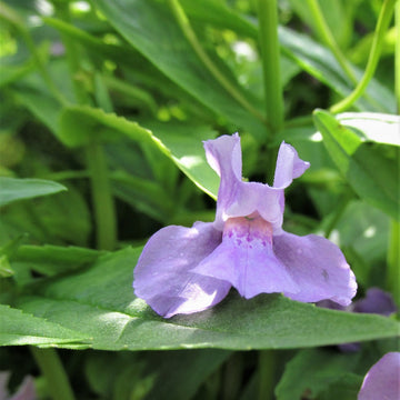 Allegheny Monkeyflower - Mimulus ringens | Perennial from StWilliamsNursery&EcologyCentre