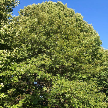 Pin Oak  - Quercus palustris  | Deciduous Tree from ABTrees