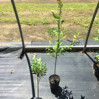 Pussy Willow - Salix discolor | Shrub from StWilliamsNursery&EcologyCentre