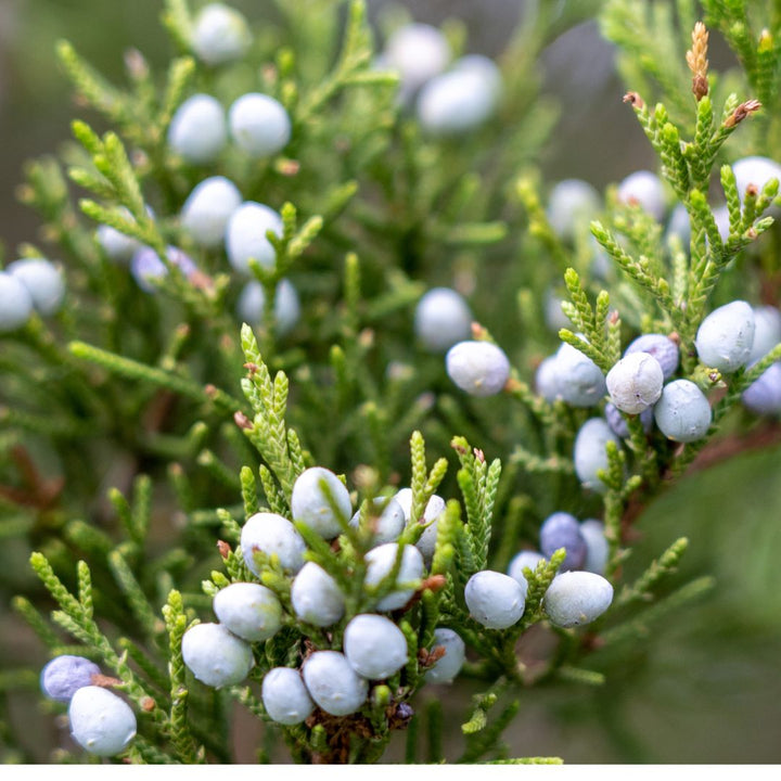 Eastern Red Cedar  - Juniperis virginiana  | Coniferous Tree from ABTrees