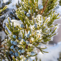 Eastern Red Cedar  - Juniperis virginiana  | Coniferous Tree from ABTrees