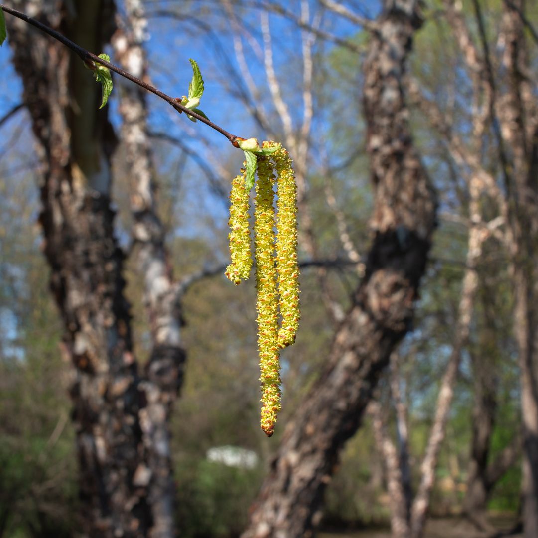 Black;River Birch  (3 or More Stem Clump) - Betula nigra 3 or More Stem Clump  | Deciduous Tree from ABTrees