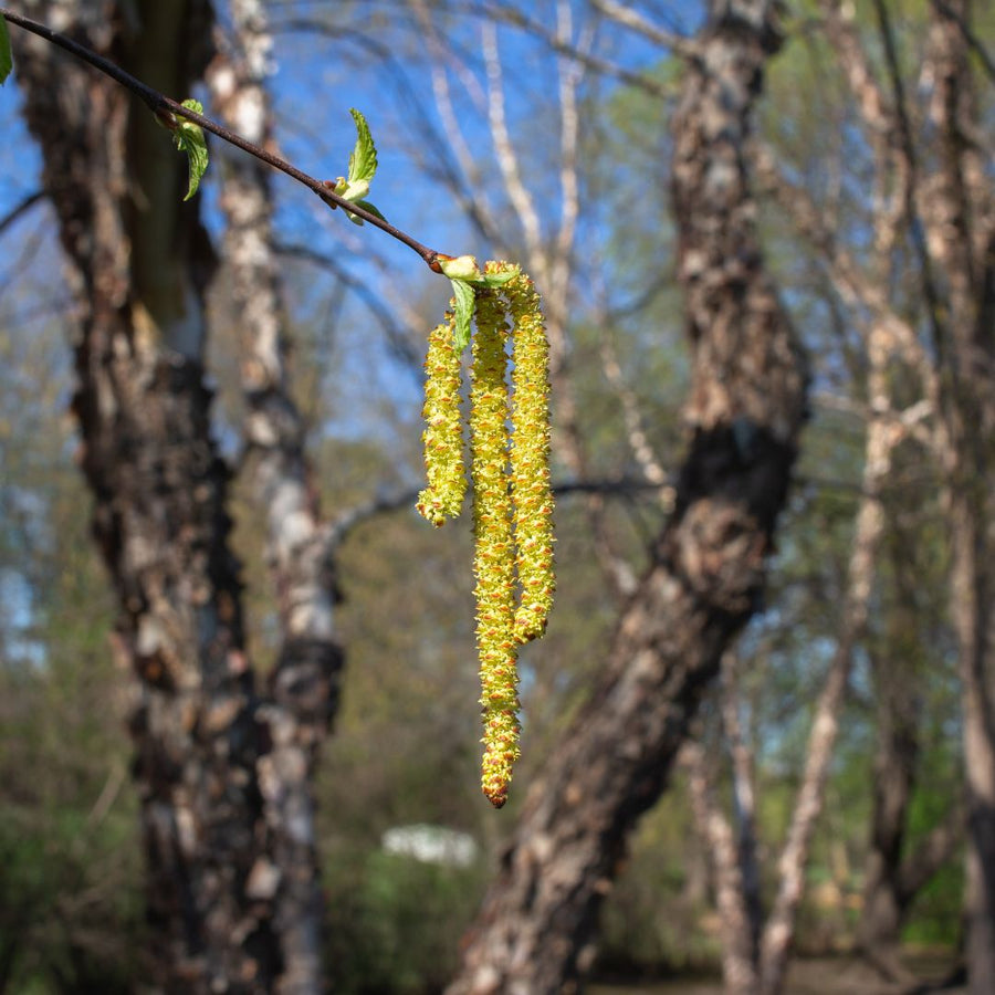 Black;River Birch  (3 or More Stem Clump) - Betula nigra 3 or More Stem Clump  | Deciduous Tree from ABTrees
