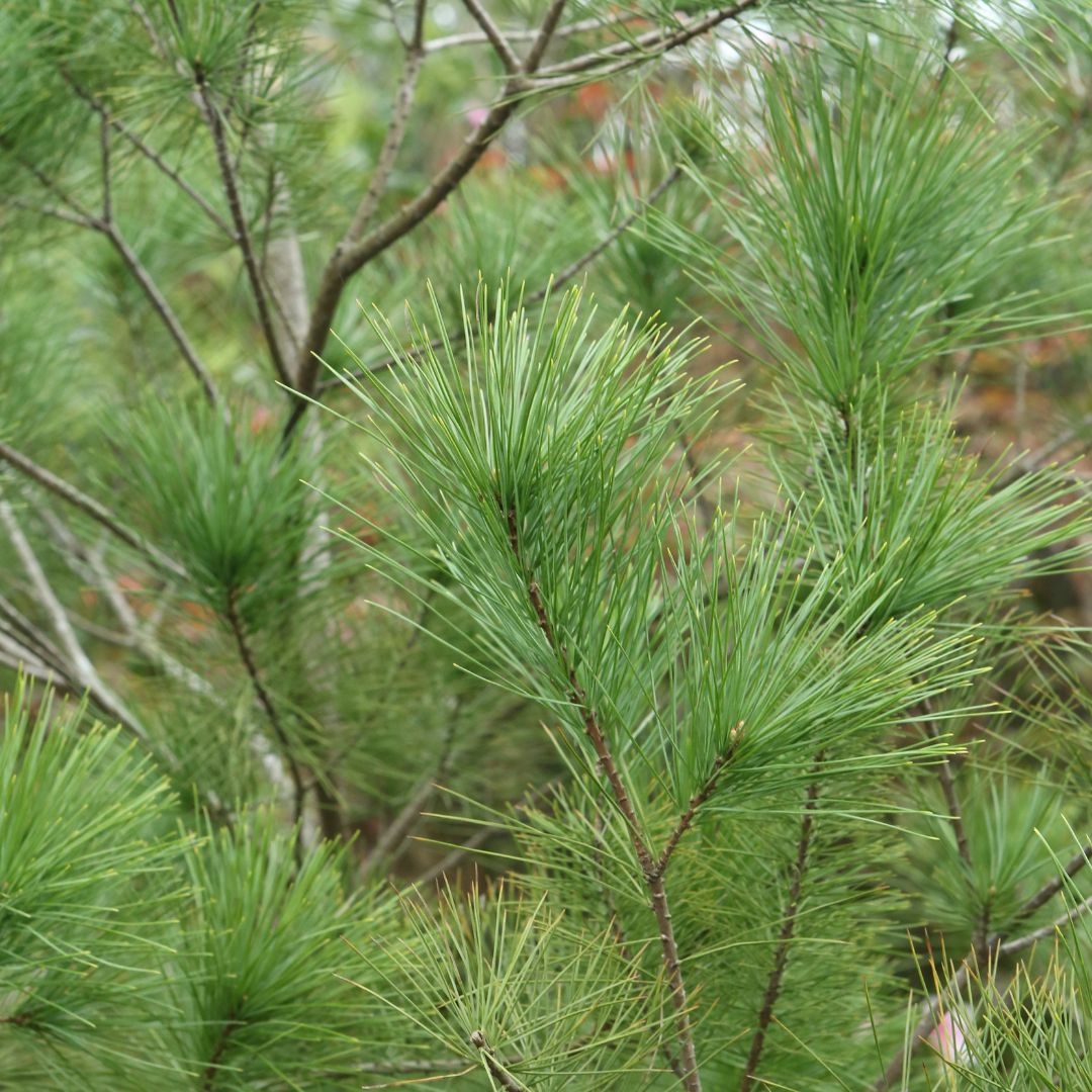 White Pine  - Pinus strobus  | Coniferous Tree from ABTrees