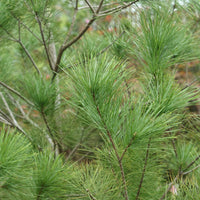 White Pine  - Pinus strobus  | Coniferous Tree from ABTrees