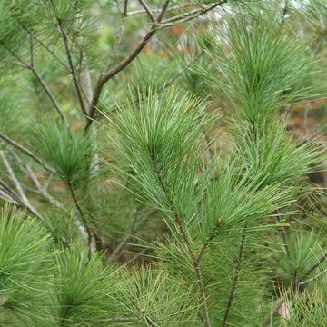 White Pine  - Pinus strobus  | Coniferous Tree from ABTrees