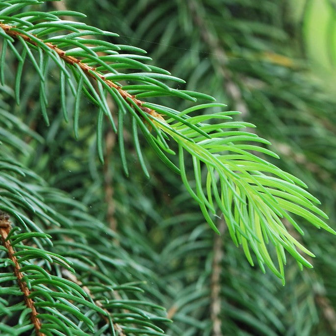 White Spruce - Picea glauca | Tree - Coniferous from StWilliamsNursery&EcologyCentre