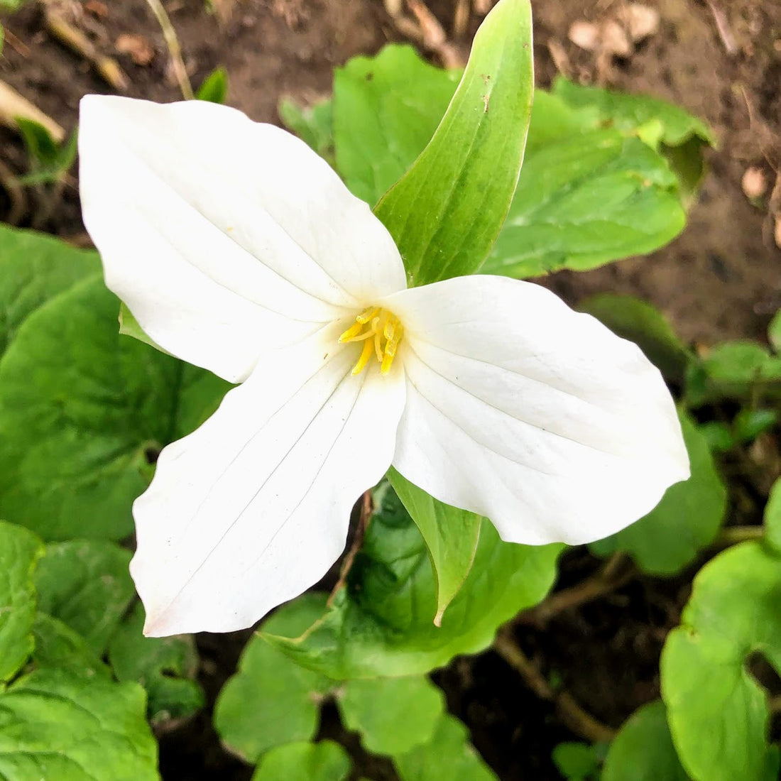 White Trillium;Wake Robin - Trillium grandiflorum | Perennial from EphemeralArk