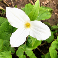 White Trillium;Wake Robin - Trillium grandiflorum | Perennial from EphemeralArk