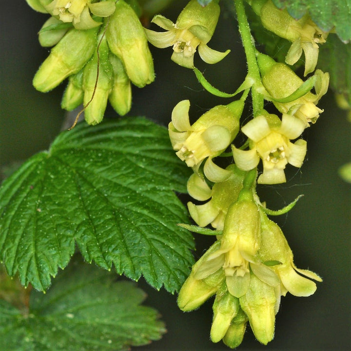 Wild Black Currant - Ribes americanum | Shrub from StWilliamsNursery&EcologyCentre