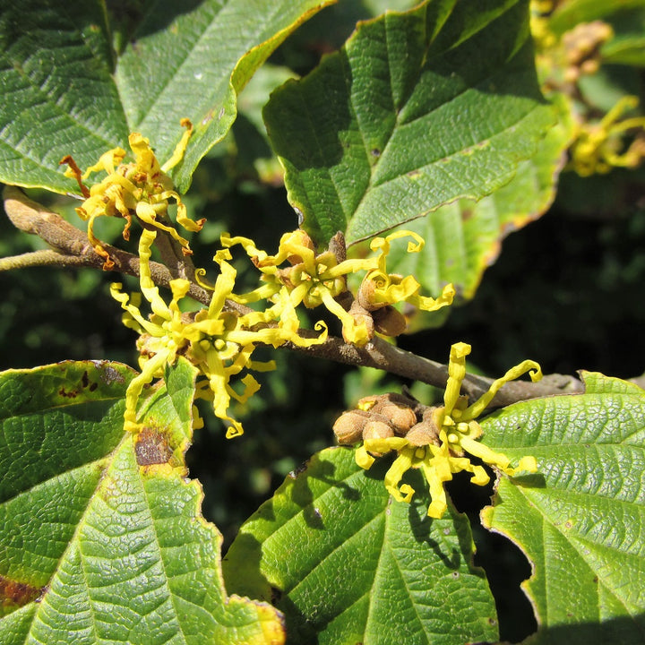Witch Hazel  - Hamamelis virginiana  | Shrub / Small Tree from ABTrees