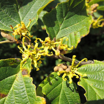 Witch Hazel  - Hamamelis virginiana  | Shrub / Small Tree from ABTrees